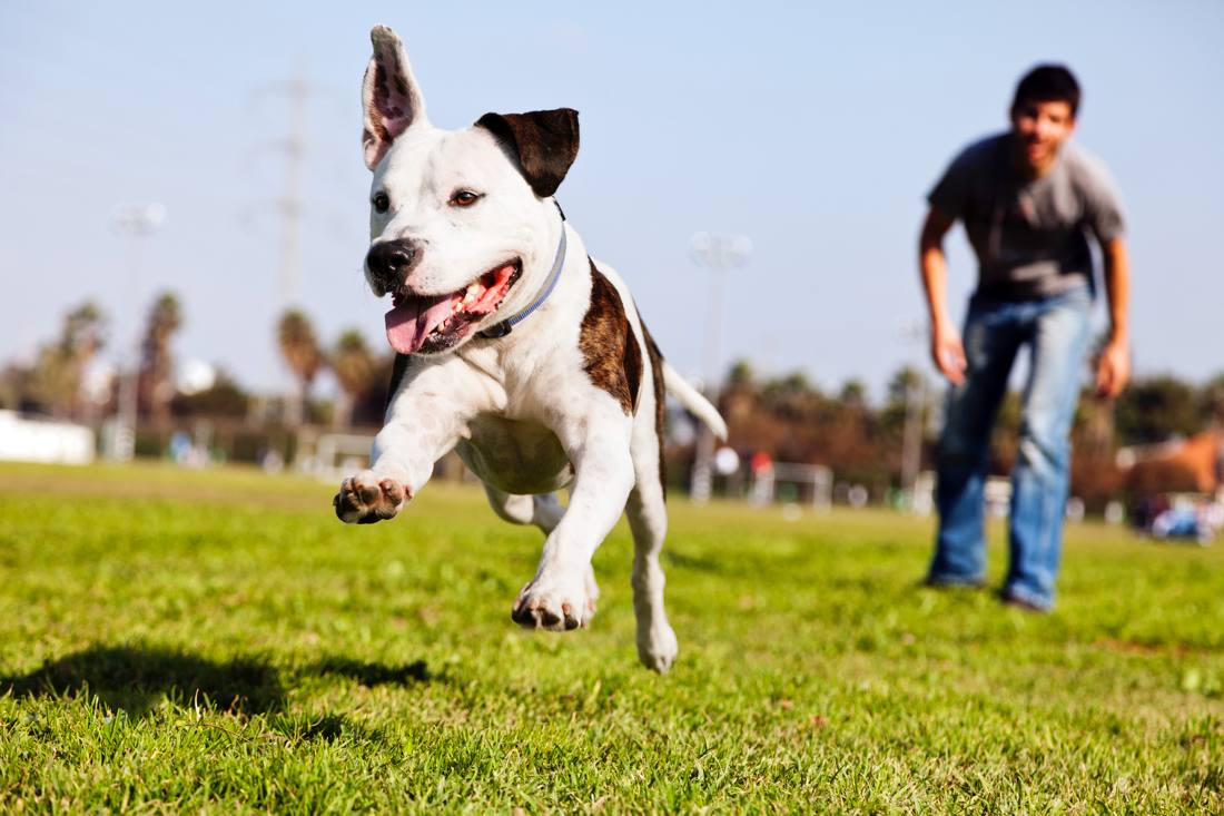 Rivers Edge Dog Park